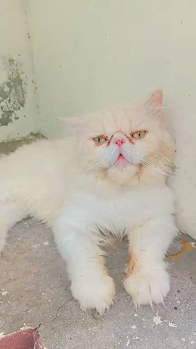 piki male stud service available for female cat