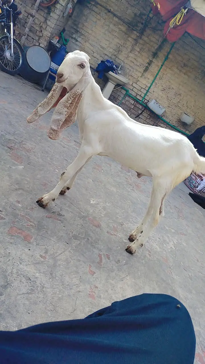 all setup for sale jaldi rabta Karen fazol time vast na karo — photo 6