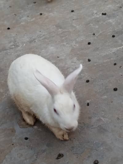Red eyes rabbit
