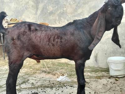pure bital Bakra for sale