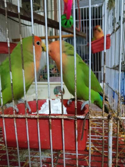 Healthy Peach Face Love Birds(1 Bonded Pair + 2 Active Males)