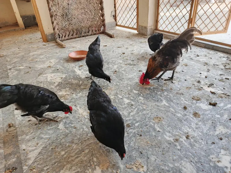 Australorp hens — photo 2