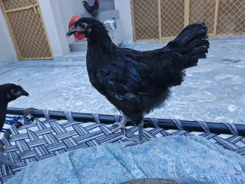 Australorp hens — photo 3
