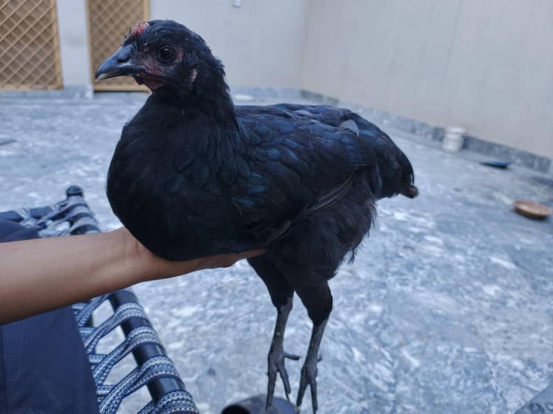 Australorp hens 3