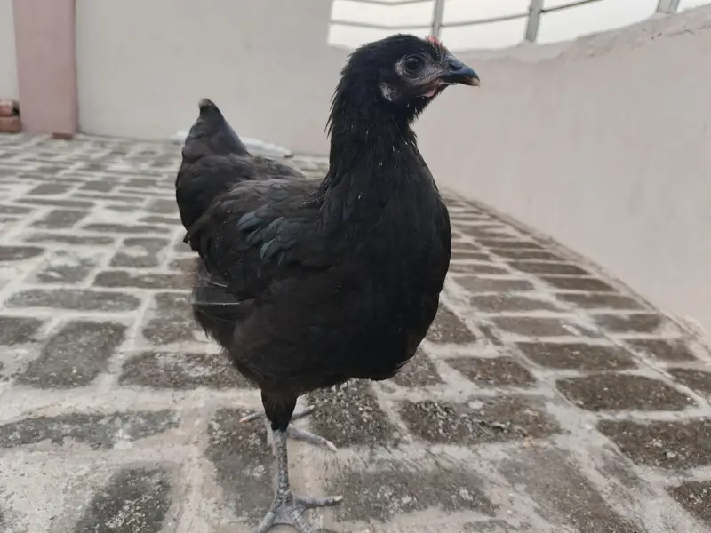 Australorp hens — photo 5