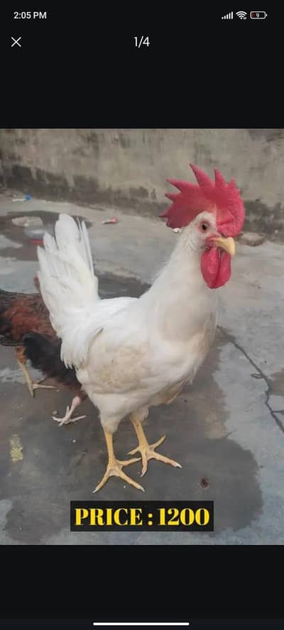 White Murga Male