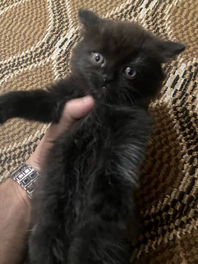 Pure Black Persian Kitten