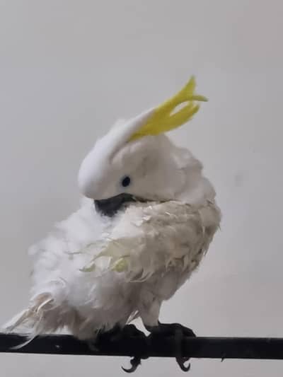 cockatoo Sulphur