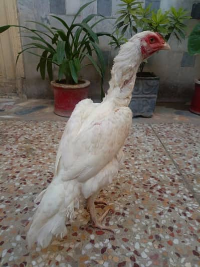 Paper White Aseel Female For Sale. . . . what's app:03219874606