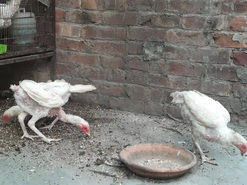 Paper White Heera — photo 5