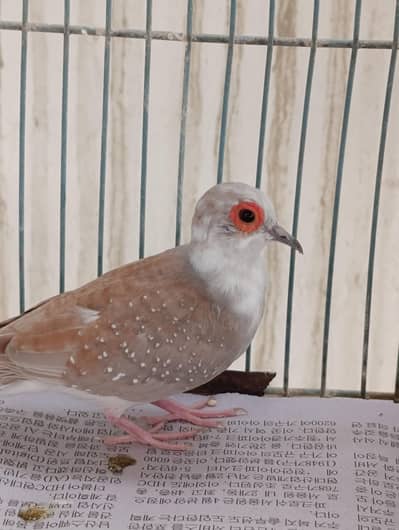 Red pied dove | 350 per pcs