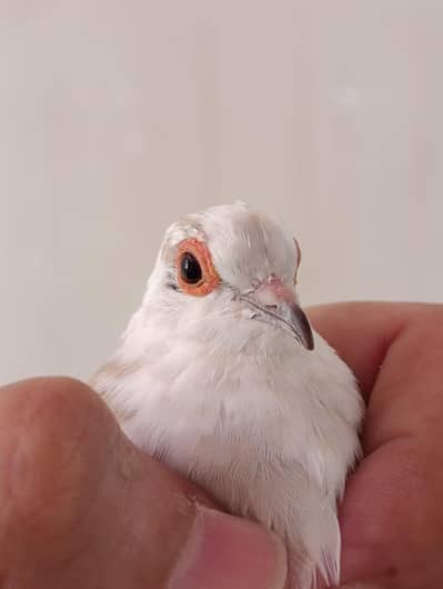 Red pied dove | 500 per pcs
