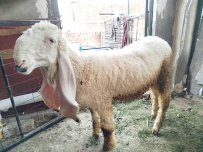 Pure kajla healthy growth for  Urgent sale