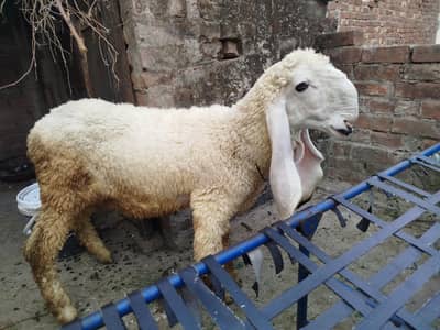 Pure kajla healthy growth for  Urgent sale