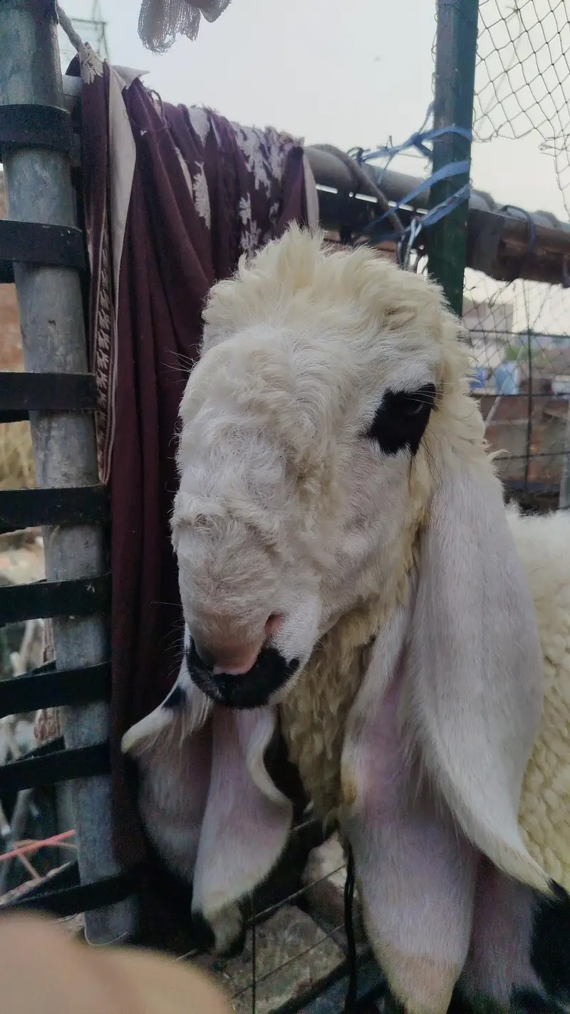 Pure kajla healthy growth for  Urgent sale — photo 3