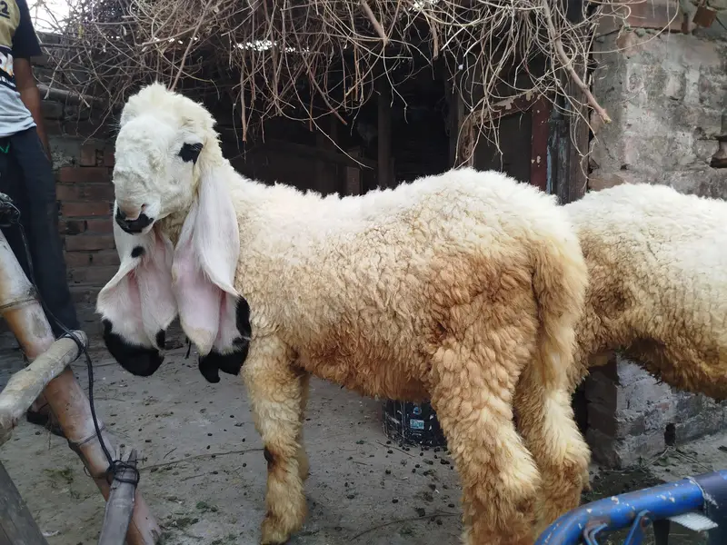 Pure kajla healthy growth for  Urgent sale — photo 4