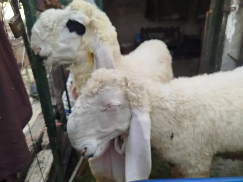 Pure kajla healthy growth for  Urgent sale — photo 5