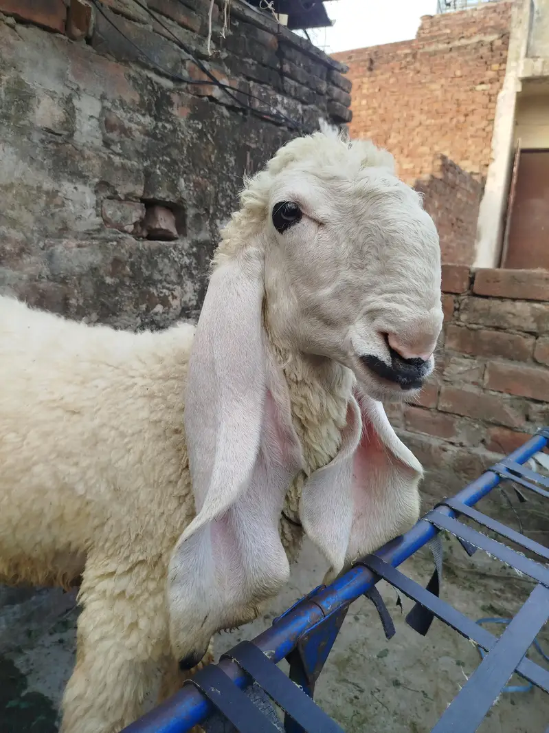 Pure kajla healthy growth for  Urgent sale — photo 8