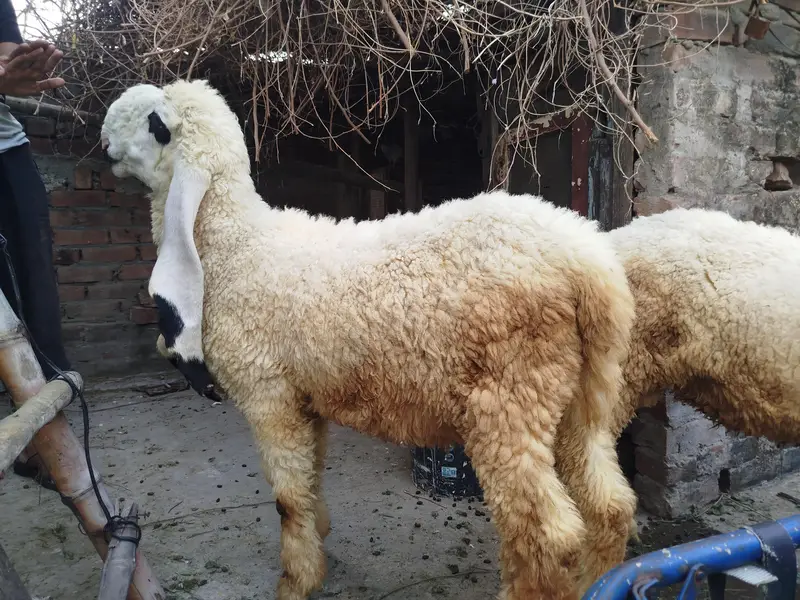 Pure kajla healthy growth for  Urgent sale — photo 9