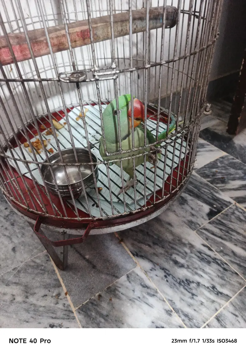 parrot cage k saath — photo 5