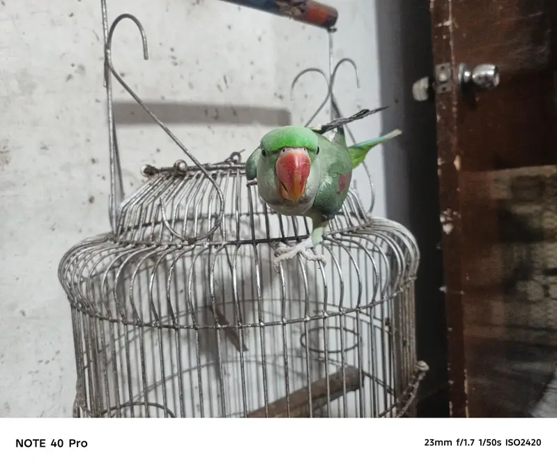 parrot cage k saath — photo 6
