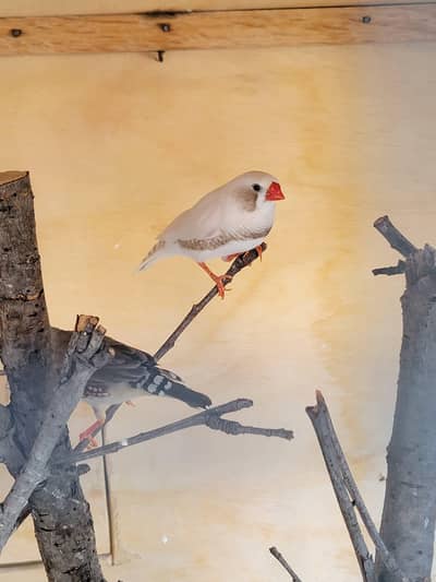 zebra finch For sale Healthy & active ready to Breed  paty