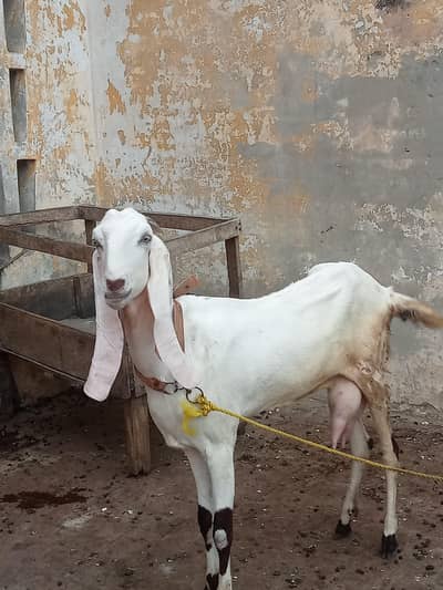 nagari goat 15 man 2 nar beetal aur nagra 15 day ke Hain 03276513665