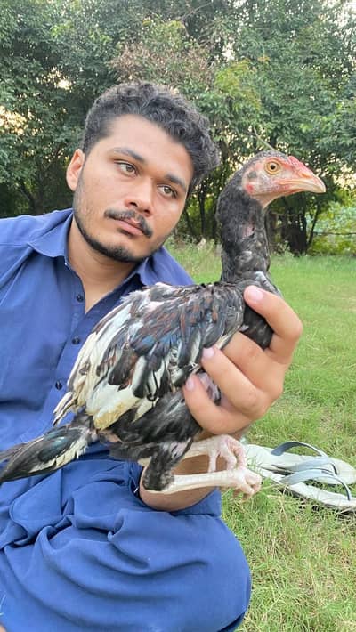 For sale 4 chicks home bread