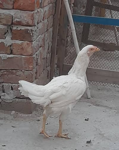 paper white aseel Murgi