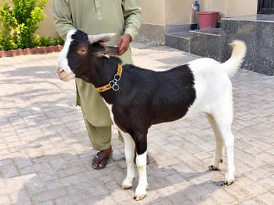 Bakra Bakri for sale