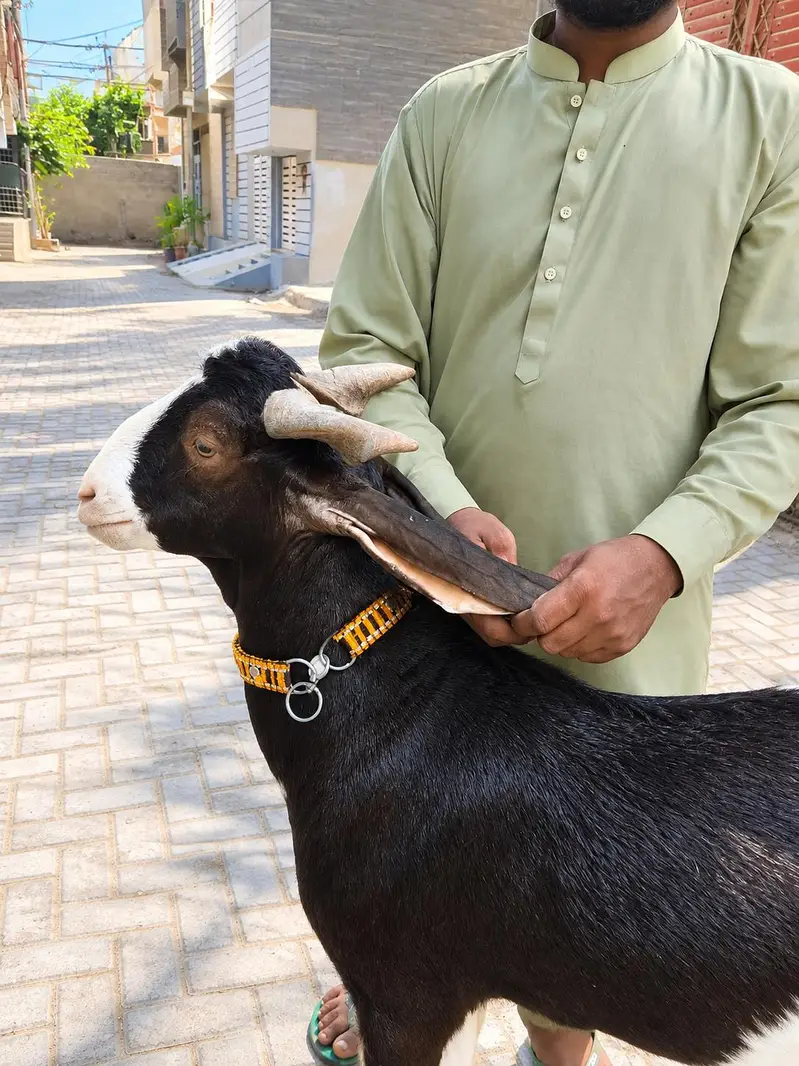 Bakra Bakri for sale — photo 2