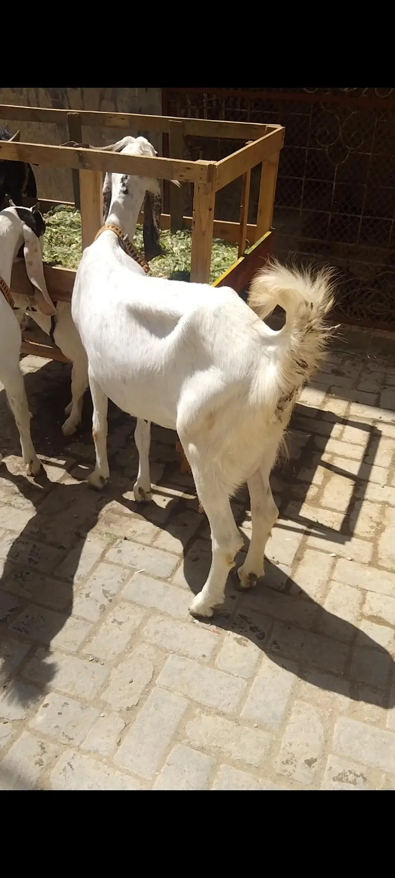 Bakra Bakri for sale — photo 4