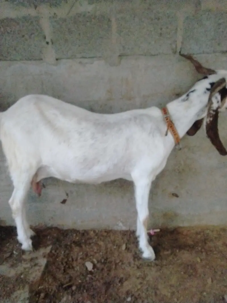 Bakra Bakri for sale — photo 5