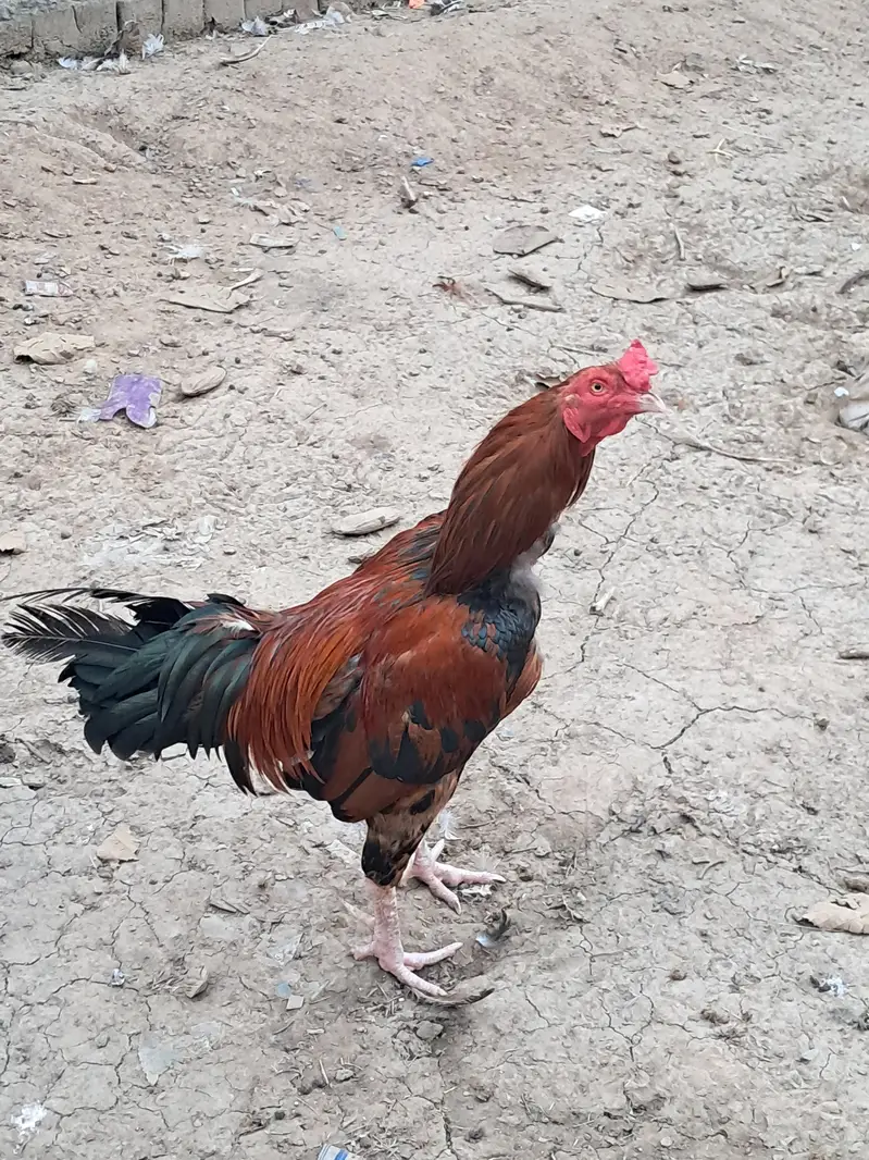 Aseel Murga — photo 2