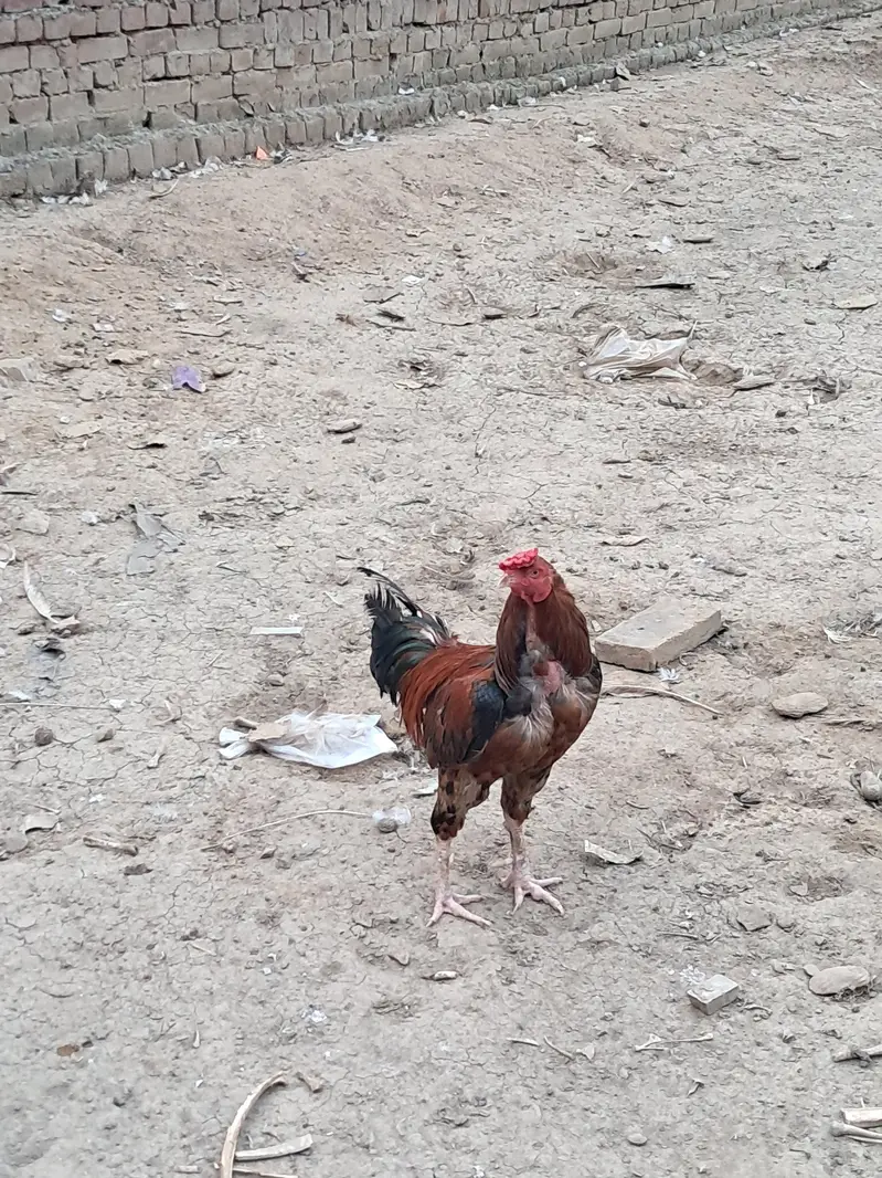 Aseel Murga — photo 3