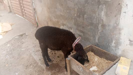 CHOTI chaki wela dumba