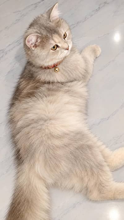 Persian female Cat triple coat