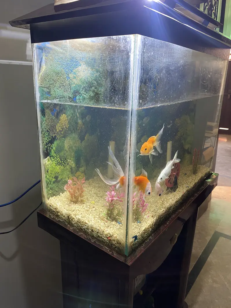 Fish Aquarium For Sale — photo 2