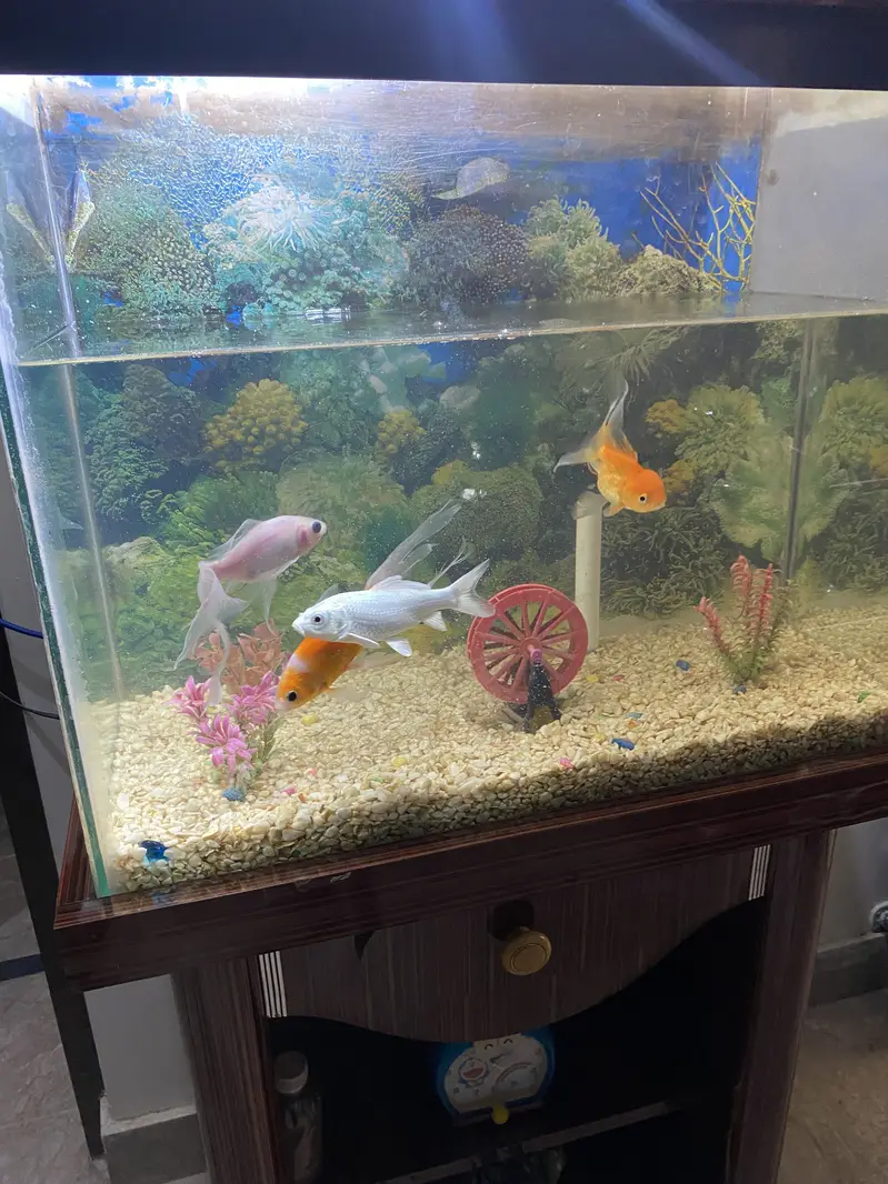 Fish Aquarium For Sale — photo 3