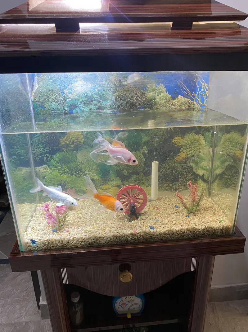 Fish Aquarium For Sale — photo 4