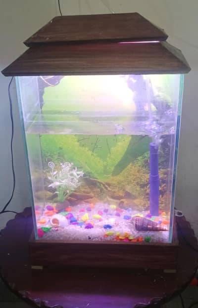 Fish aquarium