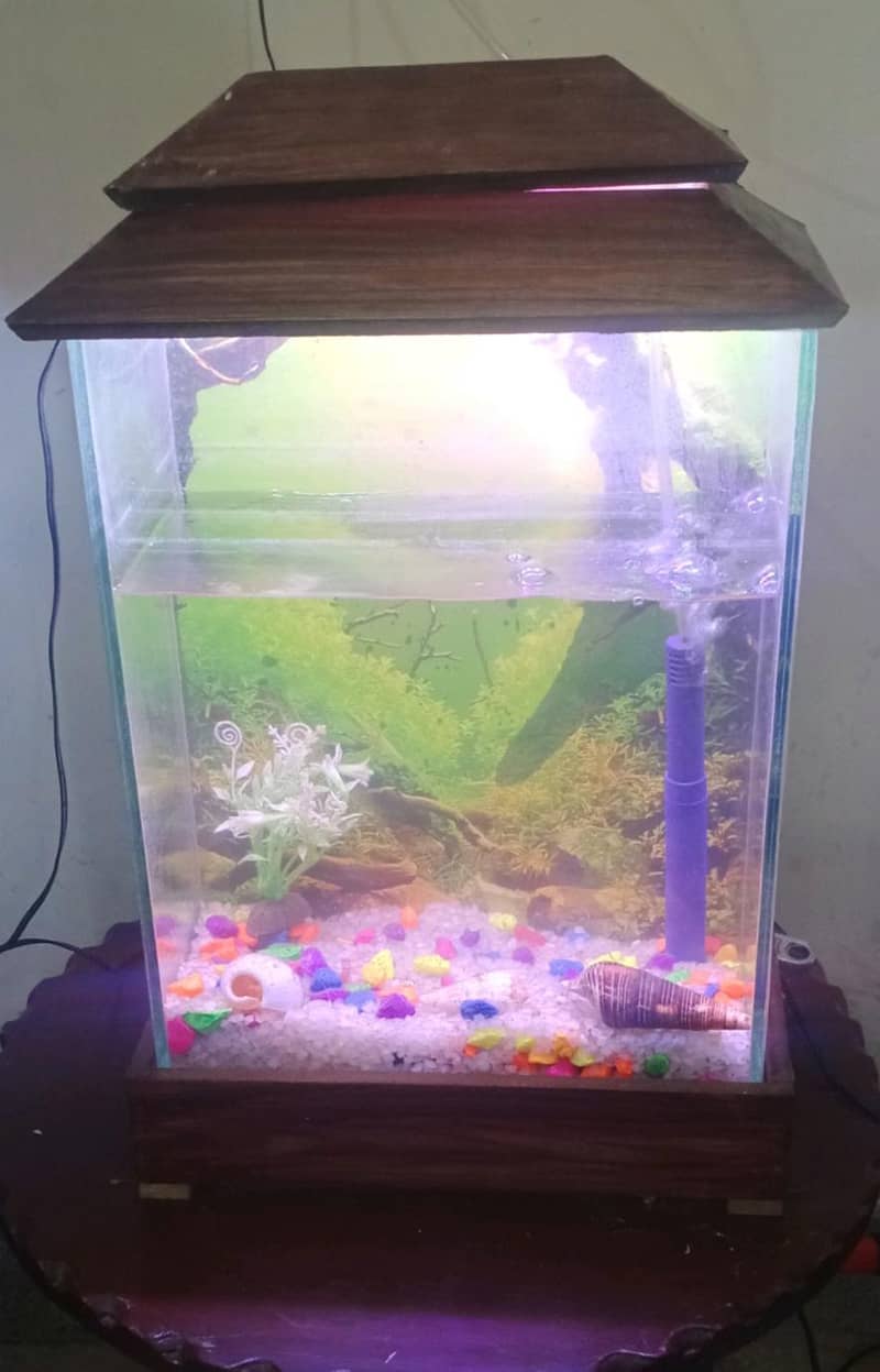 Fish aquarium 0