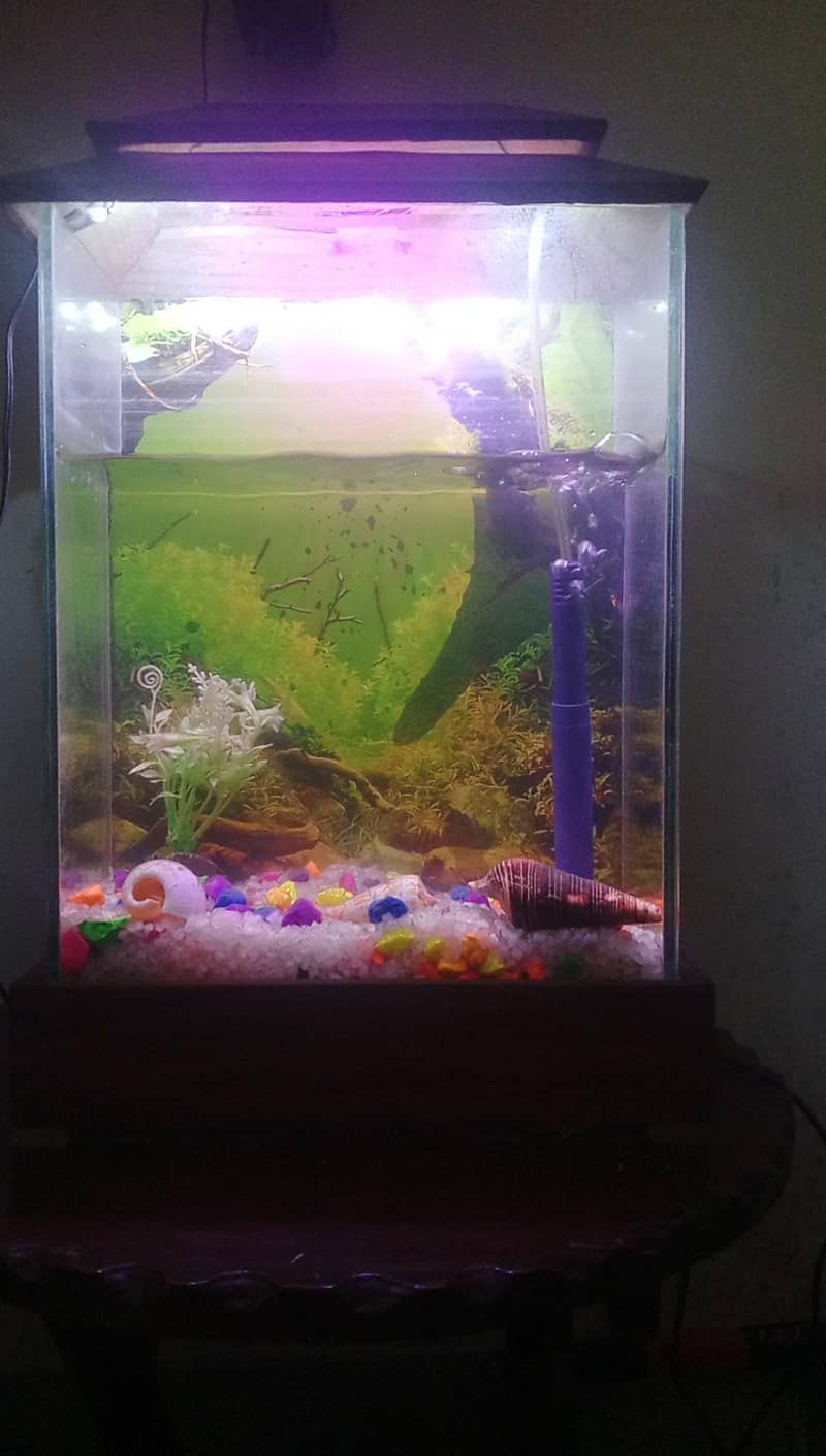 Fish aquarium 1