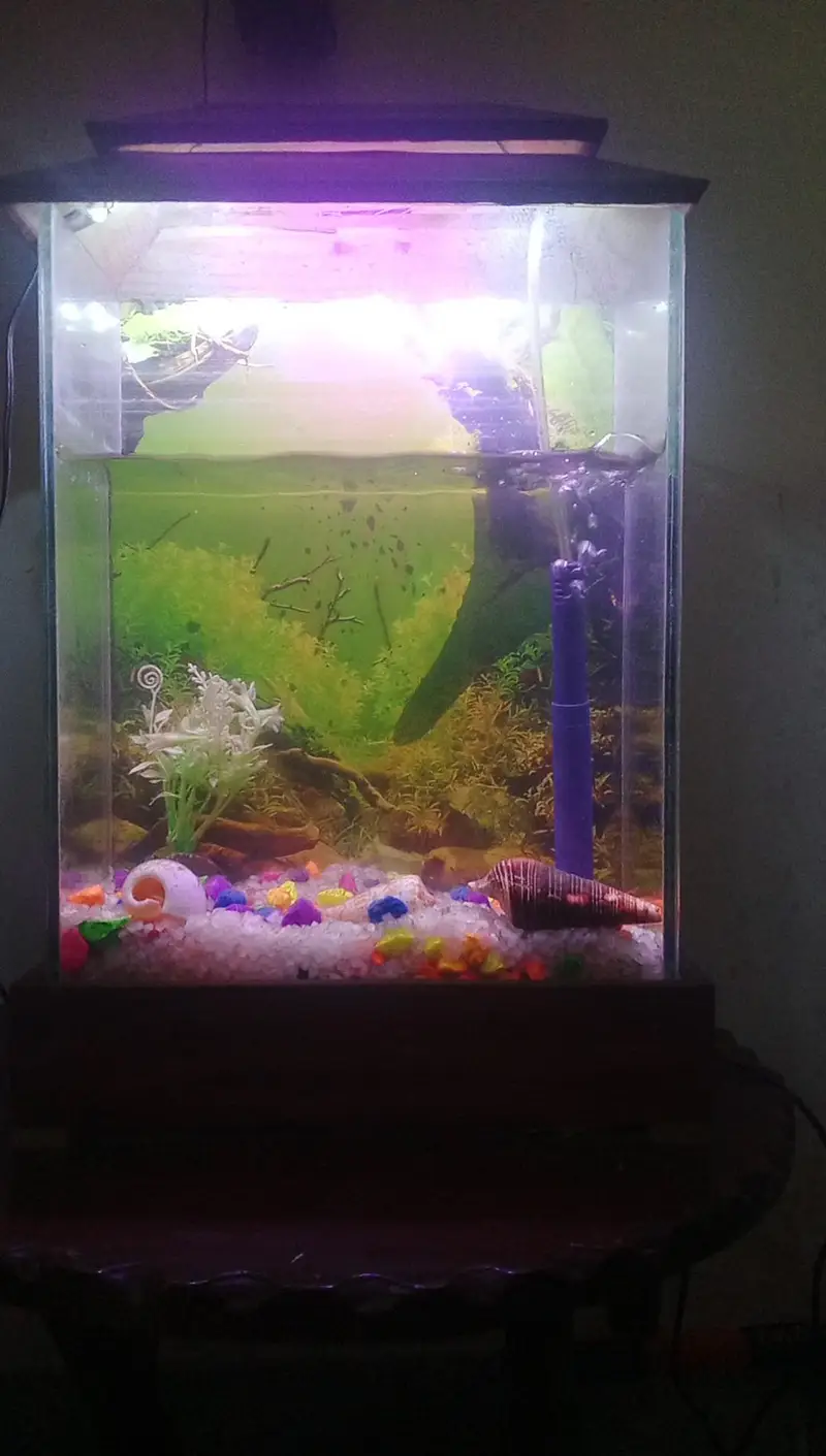 Fish aquarium — photo 2