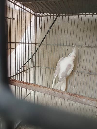 cocktail v pide ready to breed male  available for sale