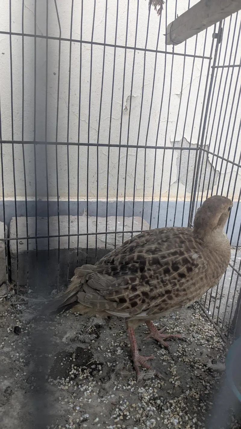Irani teetar for sale — photo 3