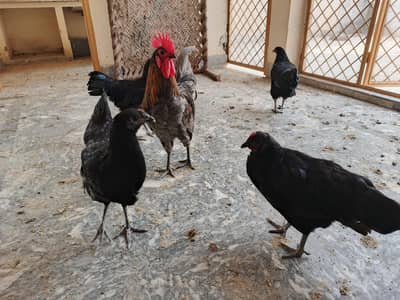 Australorp hen's
