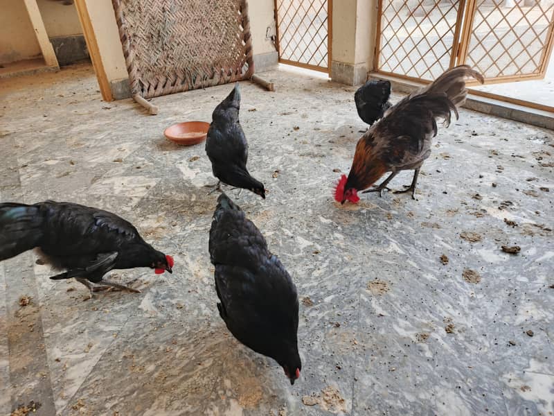 Australorp hen's 1