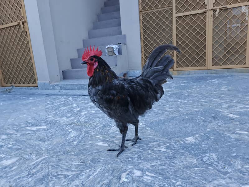 Australorp hen's 2