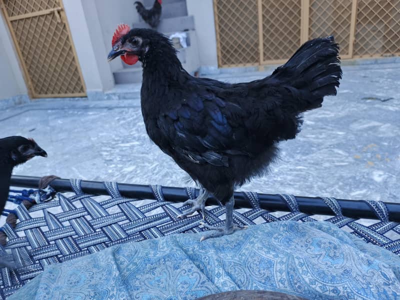 Australorp hen's 3